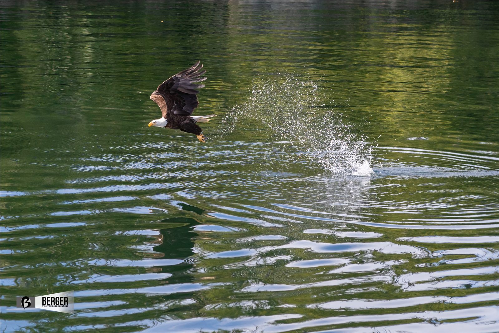 Eagle lifting from calm water with droplets trailing behind