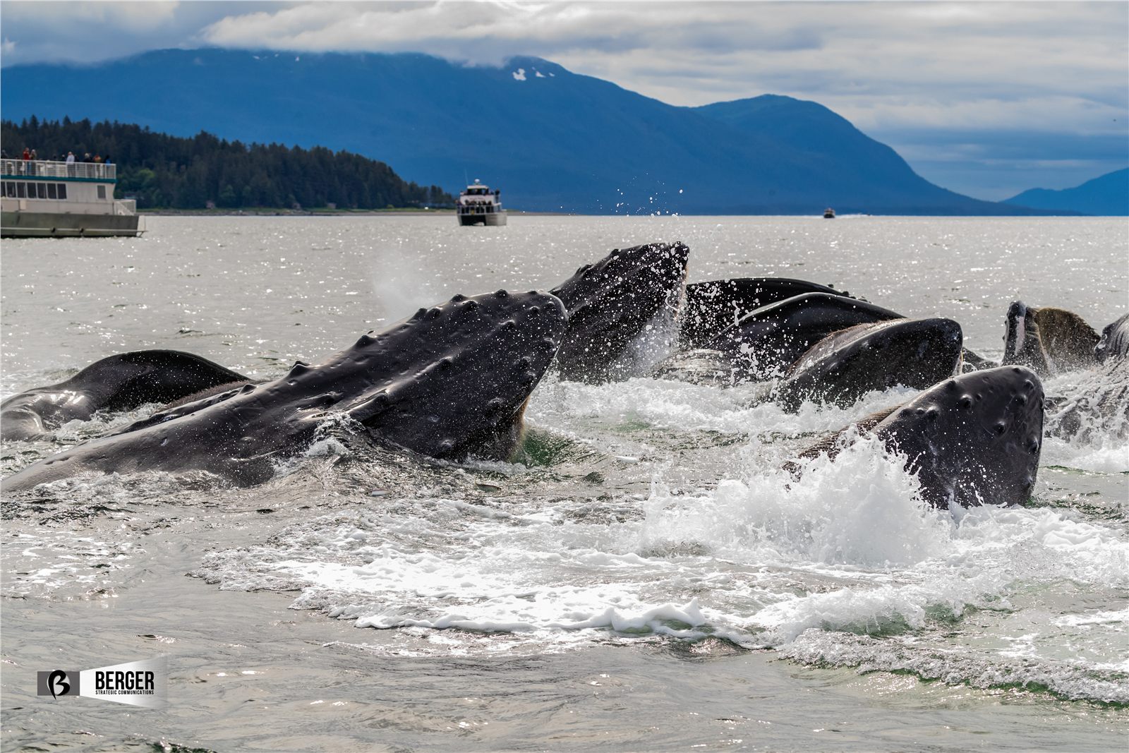 Group of whales surfacing in coastal water with mountains beyond